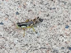 Green-legged Spur-throat Grasshopper (Melanoplus viridipes)