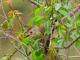  (Thamnophilus ruficapillus)