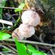 Coprinellus micaceus