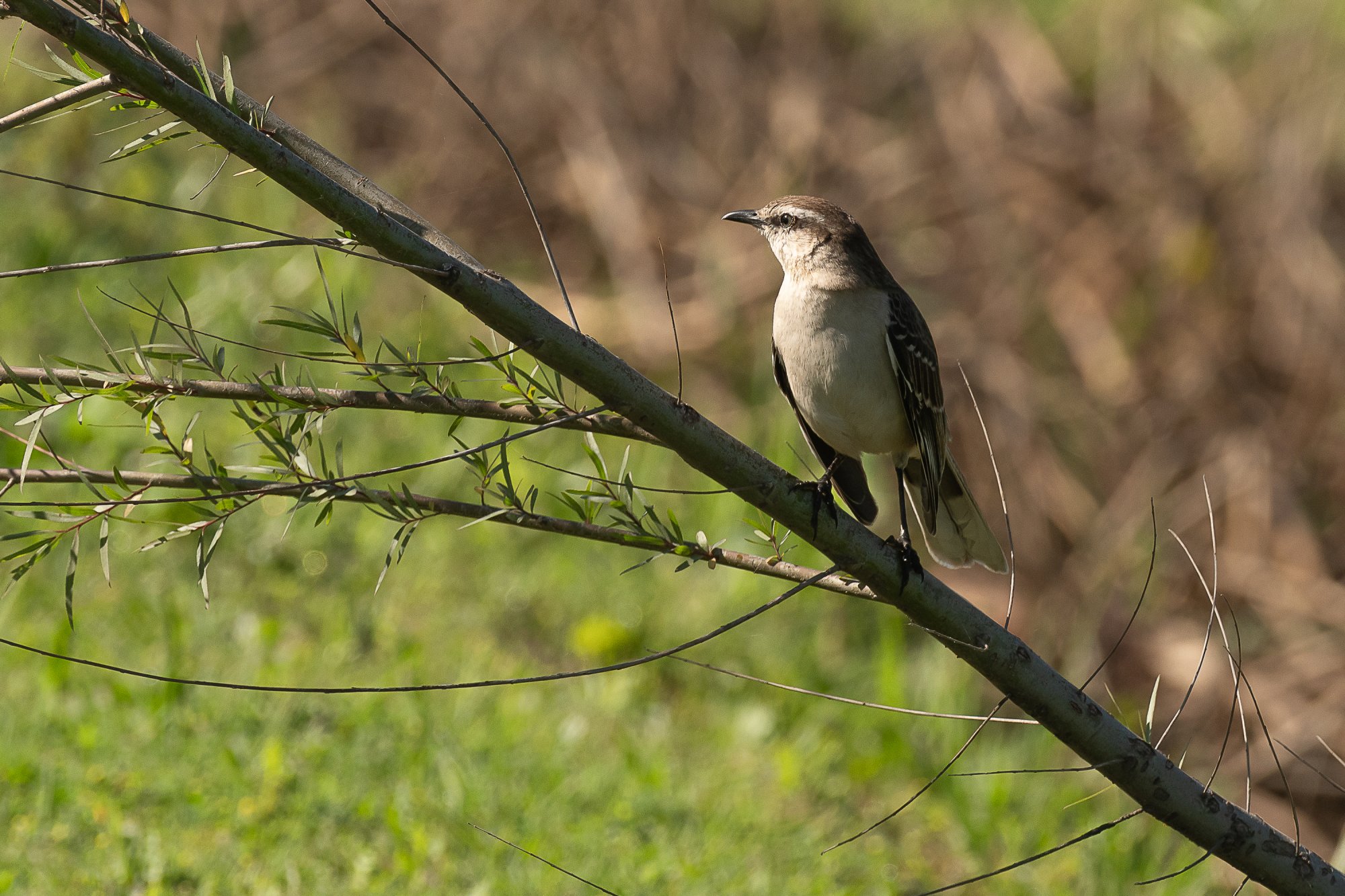 Photo Calandria Grande