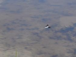 Common Whitetail (Plathemis lydia)