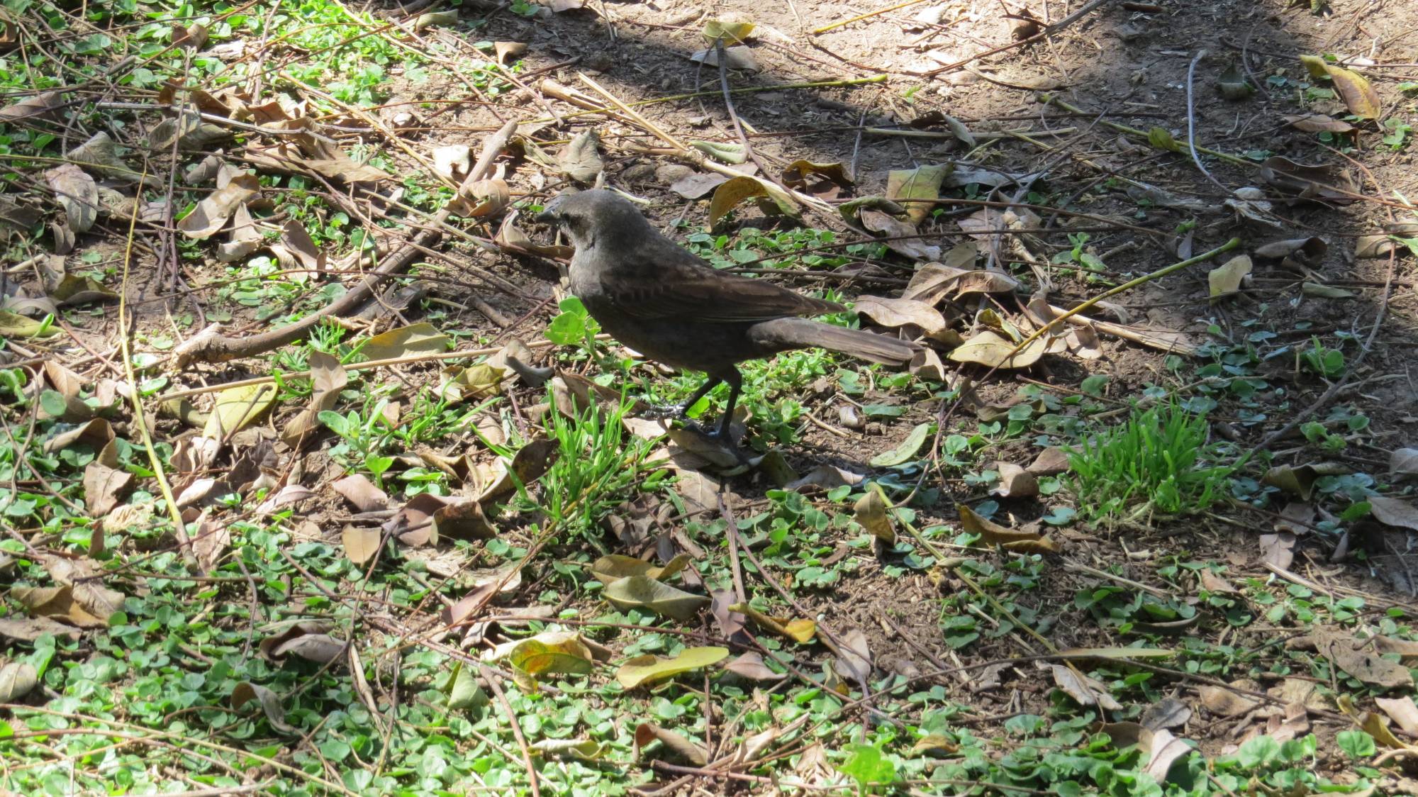 Foto Tordo Renegrido