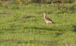Foto Chuña Patas Rojas