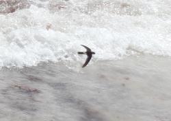 Foto Vencejillo Antillano