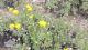 Grindelia chiloensis