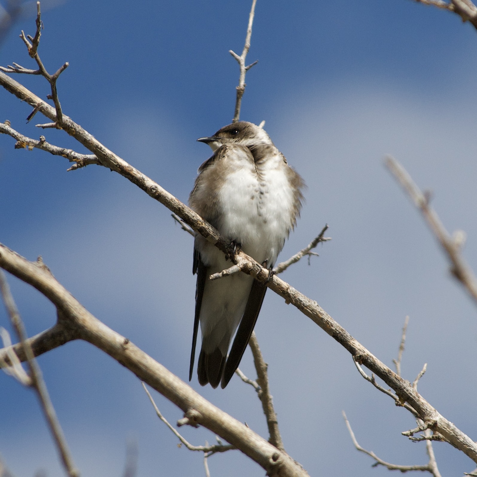Foto Golondrina Parda