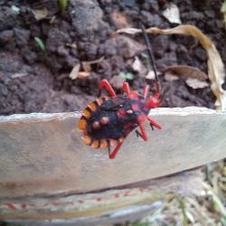 Leaf-footed Bug (Spartocera fusca)