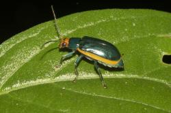  (Diabrotica rufolimbata)