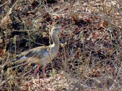 Foto Chuña Patas Rojas