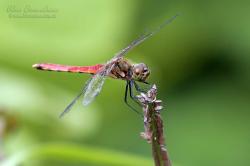  (Sympetrum frequens)