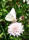 Pieris brassicae