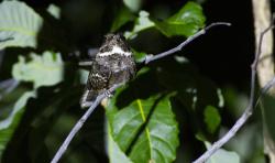 Foto Atajacaminos Chico