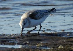 Foto Playerito Blanco