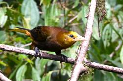 Foto Conoto Aceituna