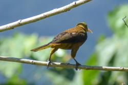 Foto Conoto Aceituna