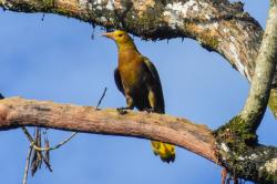 Foto Conoto Aceituna