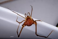  (Krateromaspis dilatata)