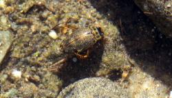  (Lancetes sp.)