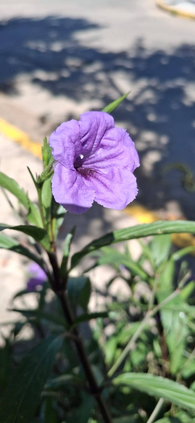 Foto Petunia Mexicana