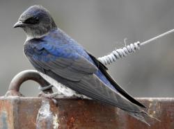 Foto Golondrina Doméstica