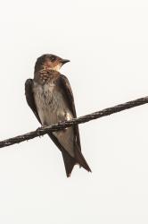 Foto Golondrina Doméstica