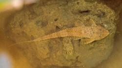  (Rineloricaria catamarcencis)