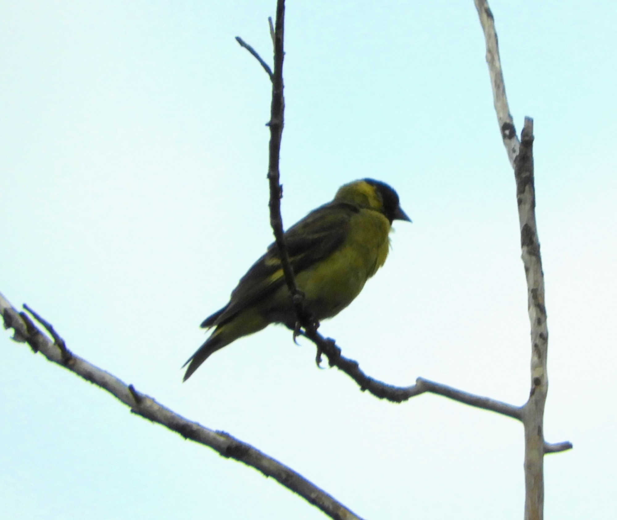 Foto Cabecitanegra Común