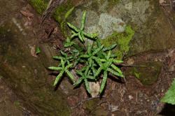  (Cassebeera triphylla)