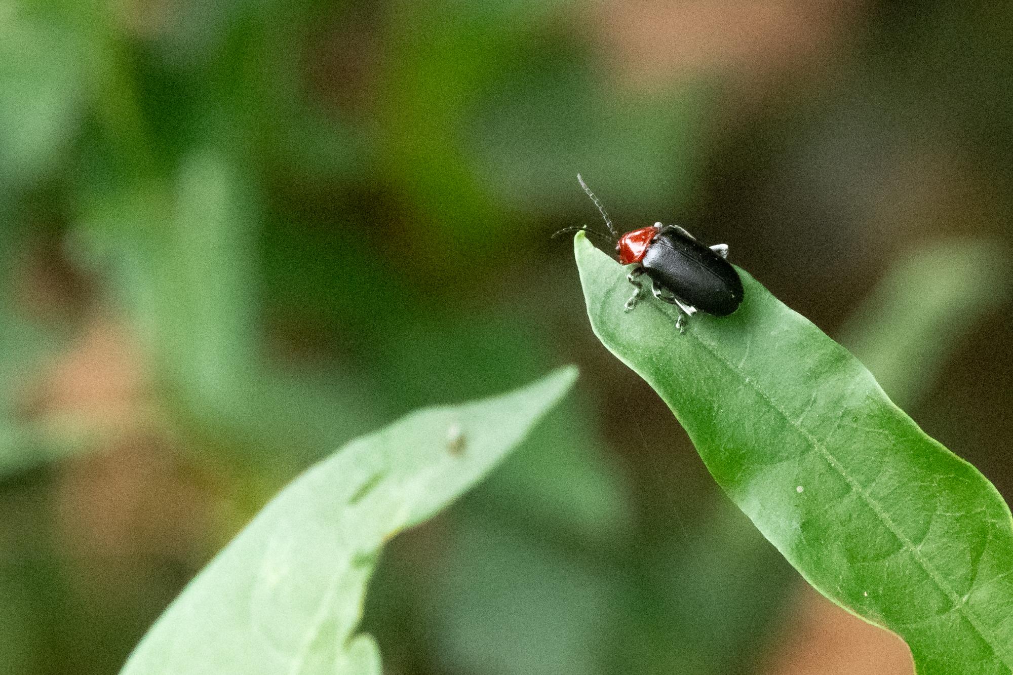Photo Escarabajo Del Mburucuyá