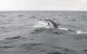 Delphinus delphis