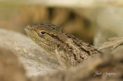 Foto Lagarto de Zapallar