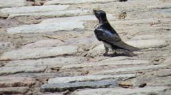 Foto Golondrina Doméstica