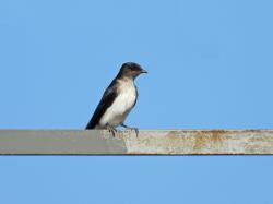 Foto Golondrina Doméstica