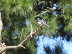 Foto Golondrina Doméstica