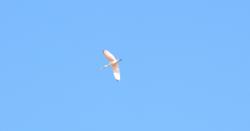 Foto Espátula Rosada