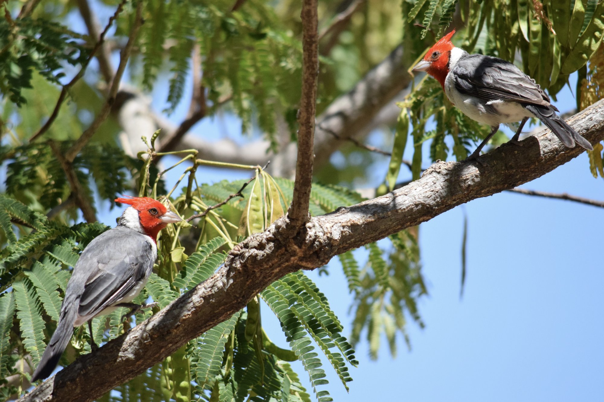 Foto Cardenal Común