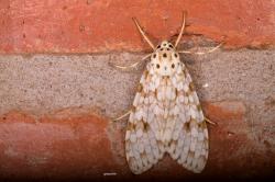  (Carales maculicollis)