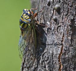  (Guyalna bonaerensis)