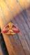 Adetomeris erythrops
