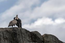 Foto Cóndor Andino