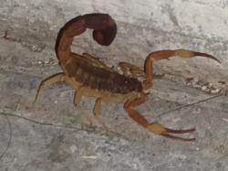 Foto Escorpión Tityus