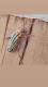 Chauliognathus signaticollis