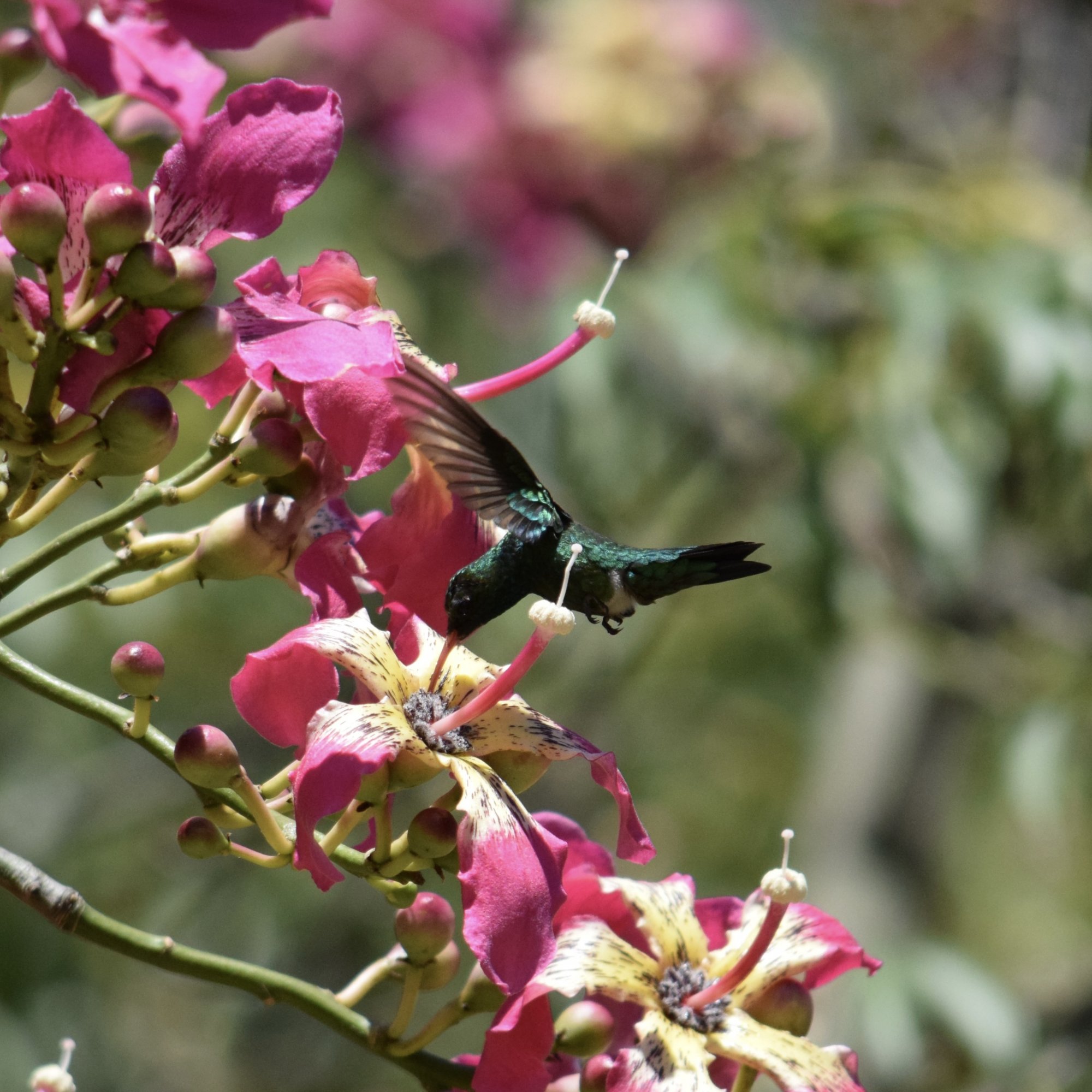 Foto Picaflor Común