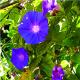 Ipomoea indica