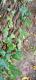 Hedera helix