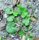 Dichondra repens