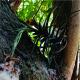 Tillandsia aeranthos