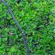 Pistia stratiotes