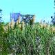 Cortaderia selloana
