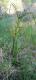 Cyperus eragrostis